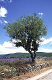 Provence 6